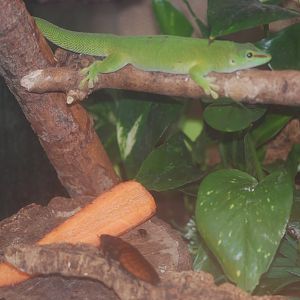 Madagascan mixed species