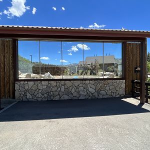 Black Bear Exhibit #1