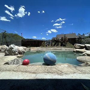 Black Bear Exhibit #1