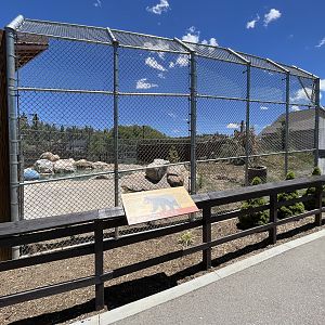 Black Bear Exhibit #1