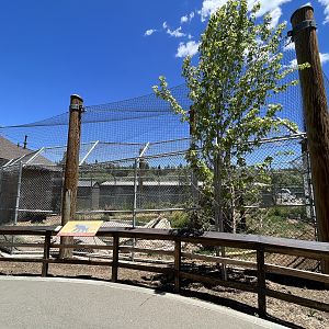Black Bear Exhibit #2