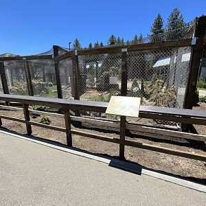Striped Skunk Exhibit