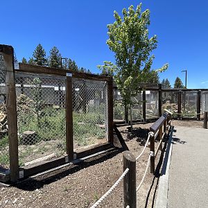 Kit Fox Exhibit