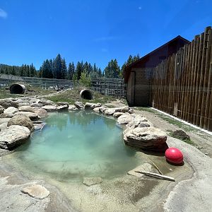 Grizzly Bear Exhibit