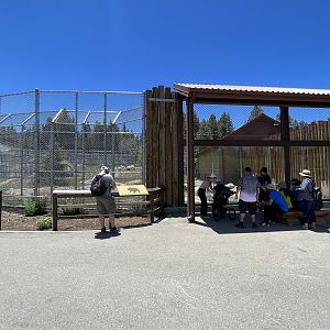Grizzly Bear Exhibit