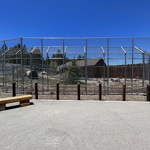 Grizzly Bear Exhibit