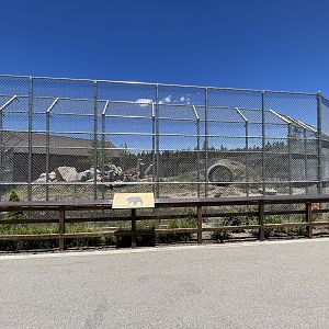 Grizzly Bear Exhibit