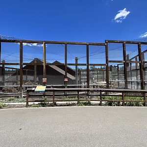 Snow Leopard Exhibit