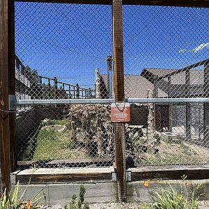 Snow Leopard Exhibit