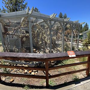 Steller’s Jay + Kestrel Aviaries