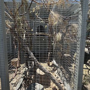 Steller’s Jay Aviary - small!