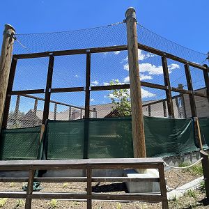 Future Cougar Exhibit