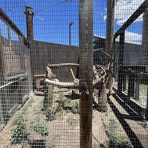 Gray Fox Exhibit