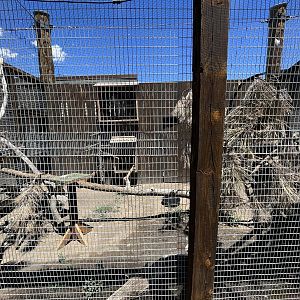 Great Horned Owl Aviary