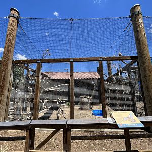 Red-tailed Hawk Aviary