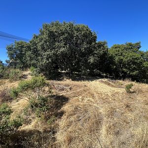 California Trail - Gray Wolf Exhibit