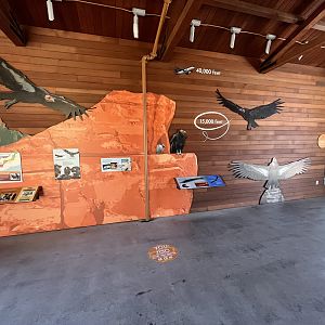 California Trail - California Condor Pavilion