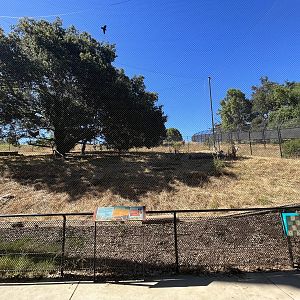 California Trail - 50% of the Cougar Exhibit