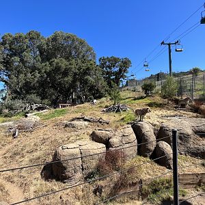 Lion Exhibit