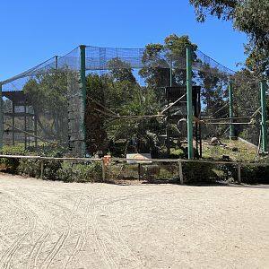 Red-tailed Monkey Exhibit