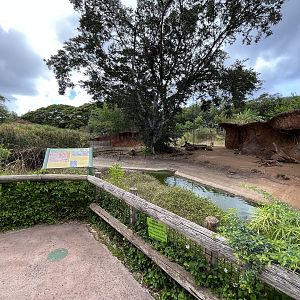 Common Warthog Exhibit