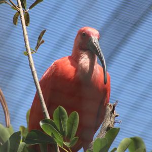 Scarlet Ibis (Eudocimus ruber)