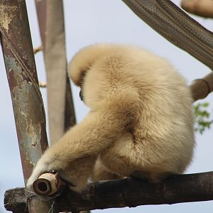Lar Gibbon (Hylobates lar)