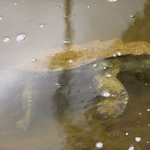 Mata-Mata (Chelus fimbriata)