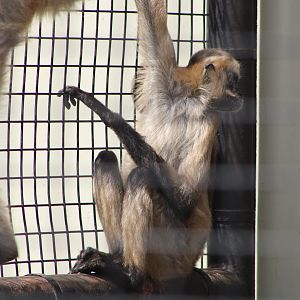 Black-Handed Spider Monkeys (Ateles geoffroyi)