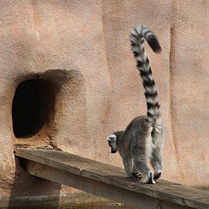 Ring-Tailed Lemur (Lemur catta)