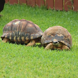 Radiated Tortoises (Astrochelys radiata)