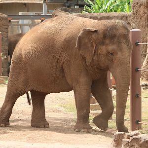 Asian Elephants (Elephas maximus)