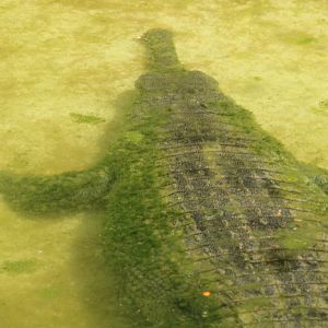 A very mossy Gharial (Gavialis gangeticus)