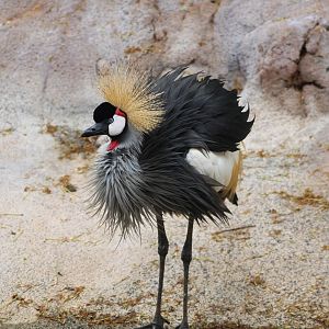 Grey Crowned Crane (Balearcia regulorum)