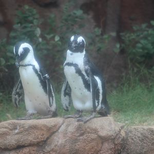 African Penguins (Sphensicus demersus)
