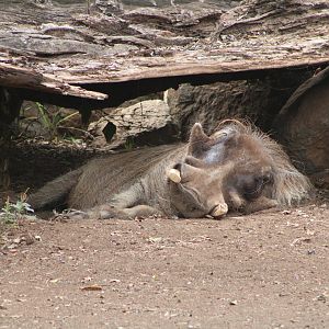 Common Warthog (Phacochoerus africanus)