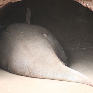 Sleeping Aardvark (Orycteropus afer)
