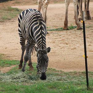 Plains Zebra (Equus quagga sp.)