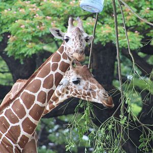 Reticulated Giraffes (Giraffa reticulata)