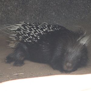 African Crested Porcupine (Hystrix cristata)