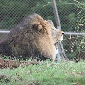 Southeast African Lion (P. l. melanochaita?)