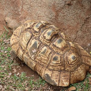 Leopard Tortoise (Stigmochelys pardalis)