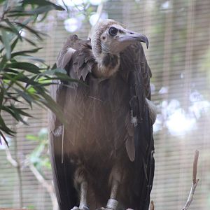 Hooded Vulture (Necrosyrtes monachus)
