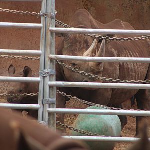 The whole family (D. b. michaeli)