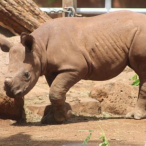 ‘Akamu the Eastern Black Rhino (D. b. michaeli)