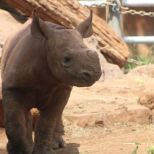 ‘Akamu the Eastern Black Rhino (D. b. michaeli)