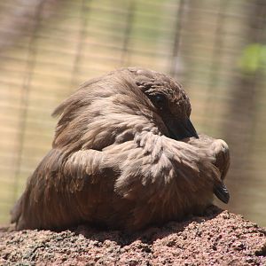 Hamerkop (Scopus umbretta)