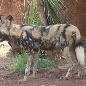 African Painted Dog (Lycaon pictus)