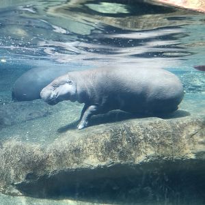 Pygmy Hippos