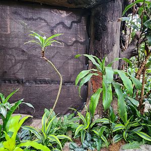 Guenon and Blue Monkey Area (not visible)